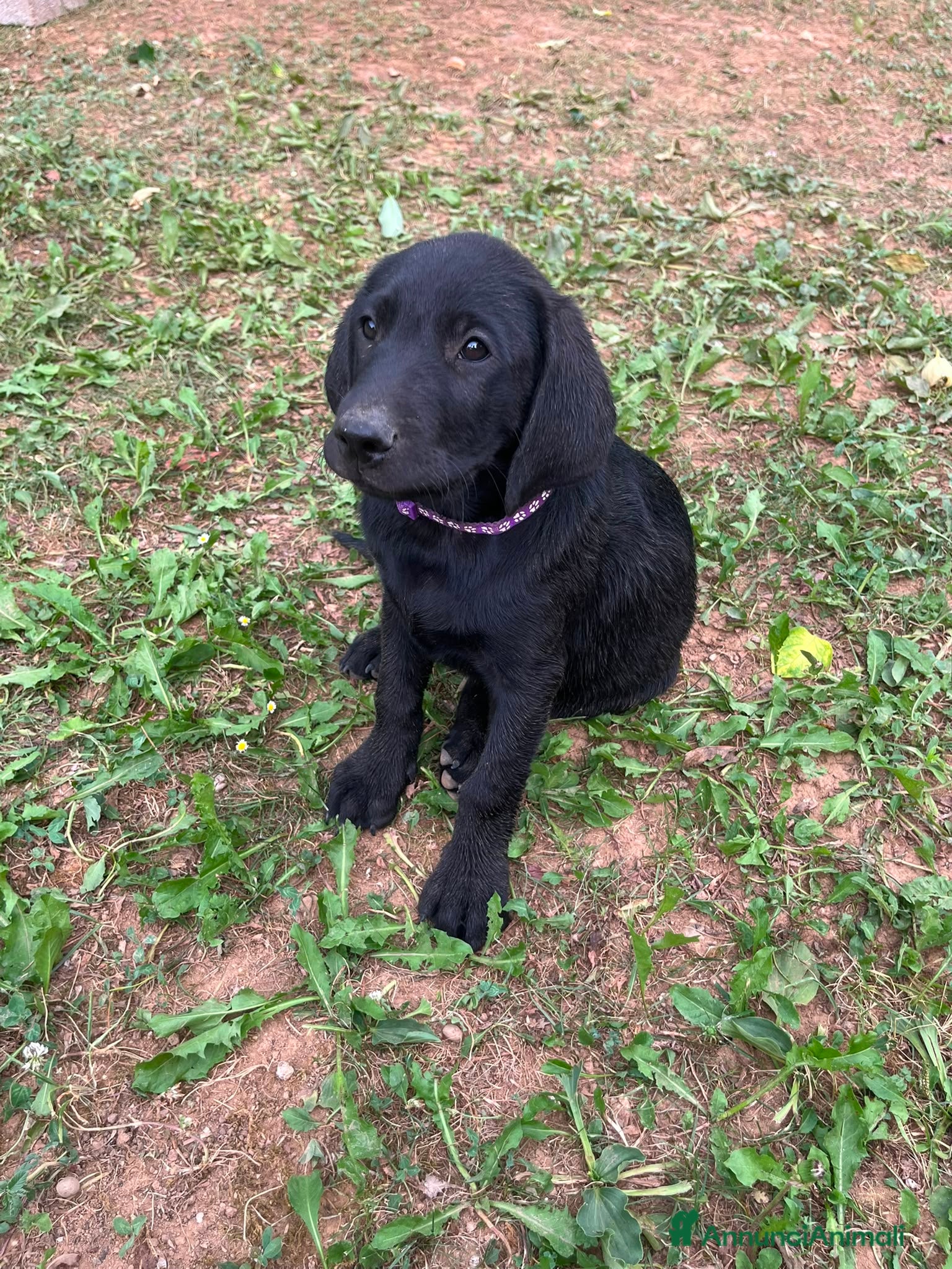 Labrador cani Working Labrador Retriever - Annuncio 15
