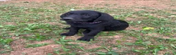 Labrador cani in vendita: Working Labrador Retriever - Annuncio 1