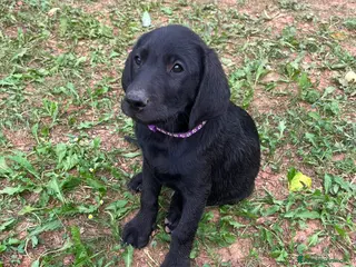 Labrador cani Working Labrador Retriever - Annuncio 1
