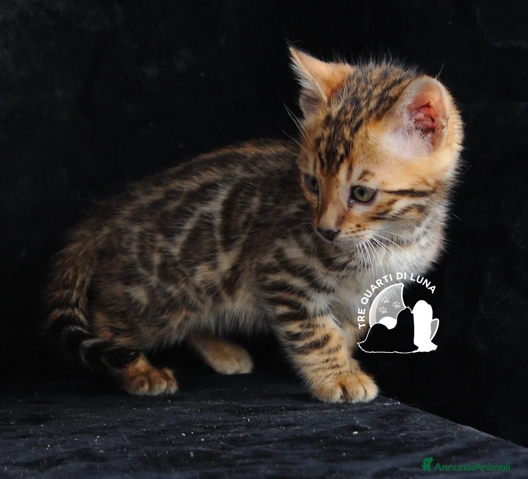 Bengala gatti in vendita: Cuccioli Bengala – Il Fascino della Natura - Annuncio 4