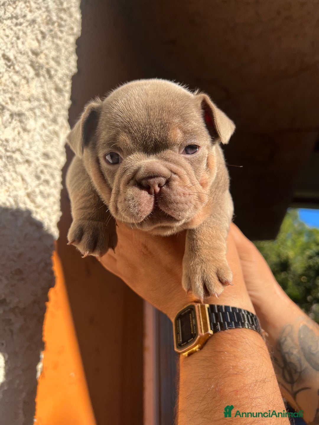 Bulldog Francese cani in vendita: Bulldog francese  a Città metropolitana di Palermo - Immagine 4