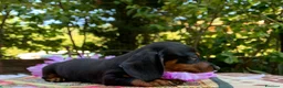 Bassotto cani in vendita: Cucciolo bassotto kaninchen/nano - Annuncio 3