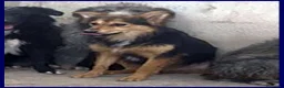 Meticcio cani in regalo: DANUBIO lupacchiotto timidone - Annuncio 4