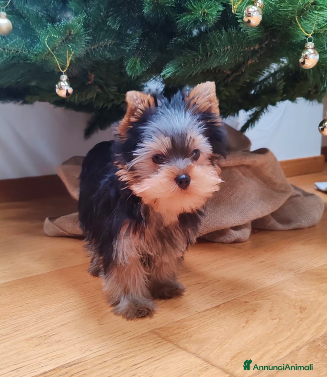 Yorkshire cani in vendita: CUCCIOLO YORKSHIRE CON PEDIGREE - Annuncio 2