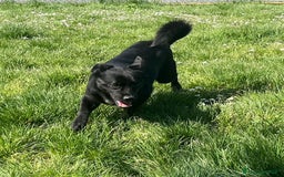 Meticcio cani in regalo: OBELIX 3anni allegro affettuoso! tg piccola a Città Metropolitana di Firenze - Immagine 3