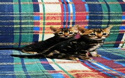 Bengala gatti in vendita: BENGALA CUCCIOLI  - Immagine 7