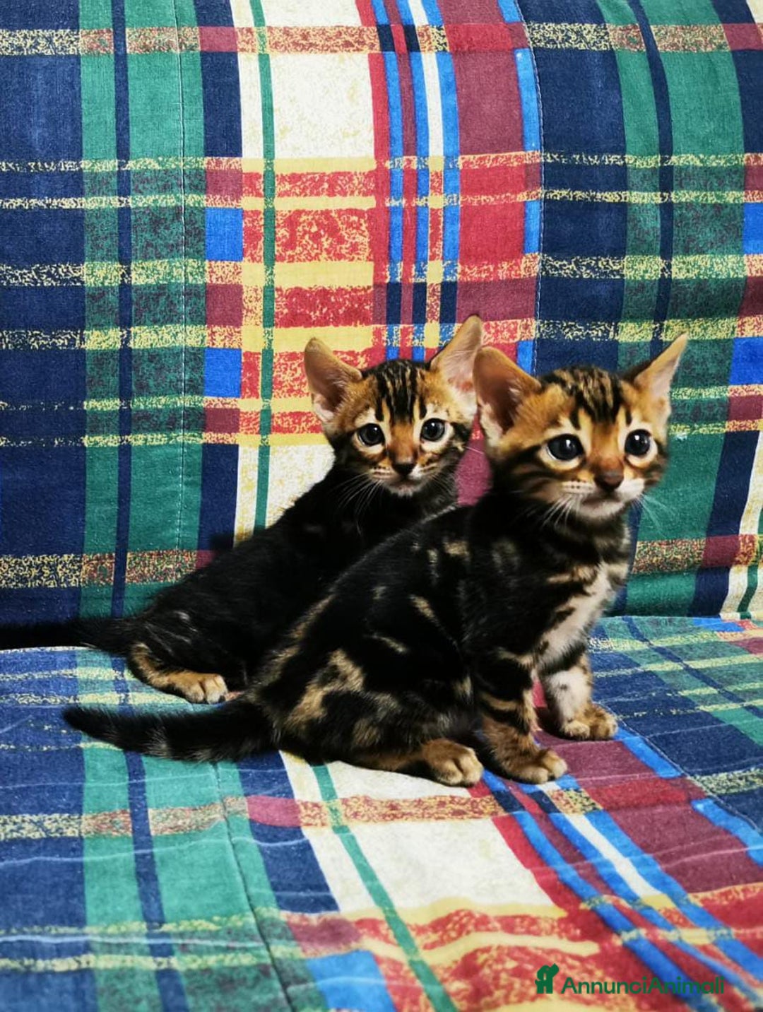 Bengala gatti in vendita: BENGALA CUCCIOLI  - Immagine 7