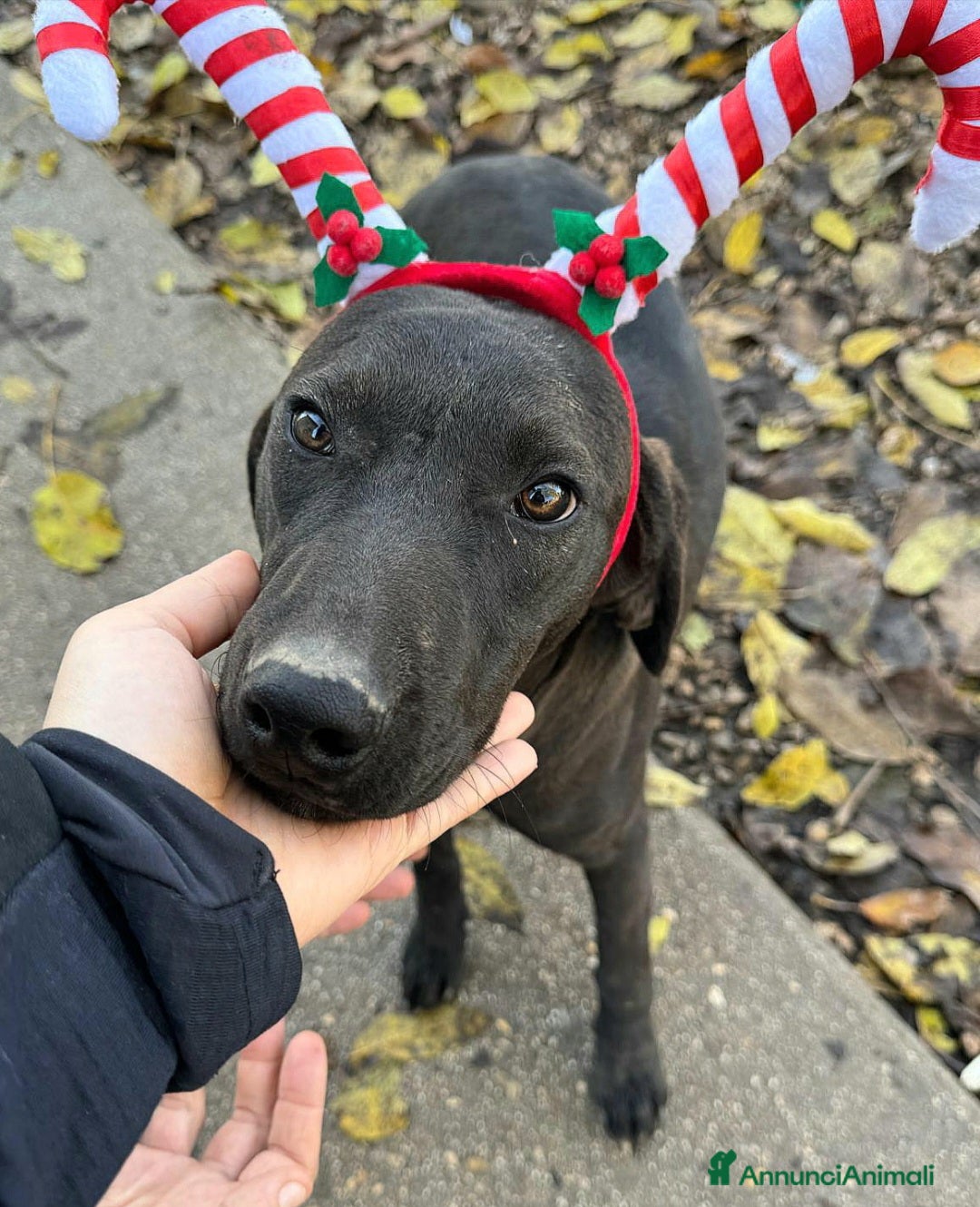 Meticcio cani Silvio 6 mesi taglia media  - Annuncio 28