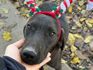 Meticcio cani Silvio 6 mesi taglia media - Annuncio 15