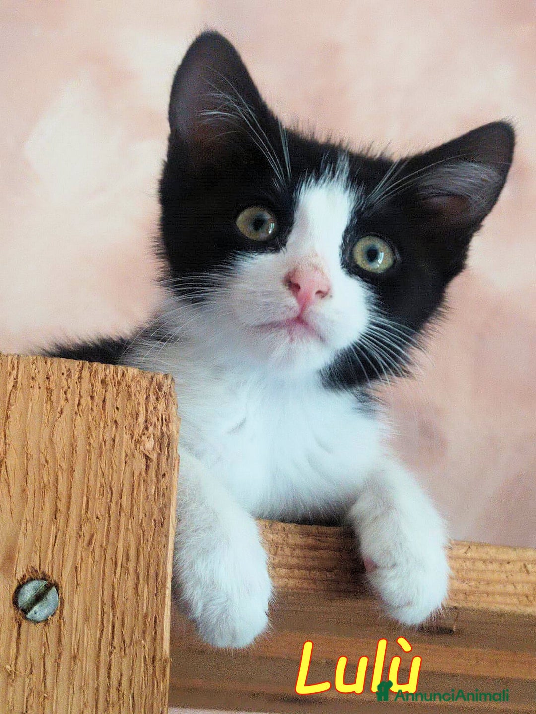 Europeo gatti in regalo: LULU PICCOçA DOLCE GATTINA a Città metropolitana di Roma Capitale - Immagine 1