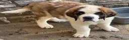 San Bernardo cani in vendita: Cuccioli di San Bernardo - Annuncio 5