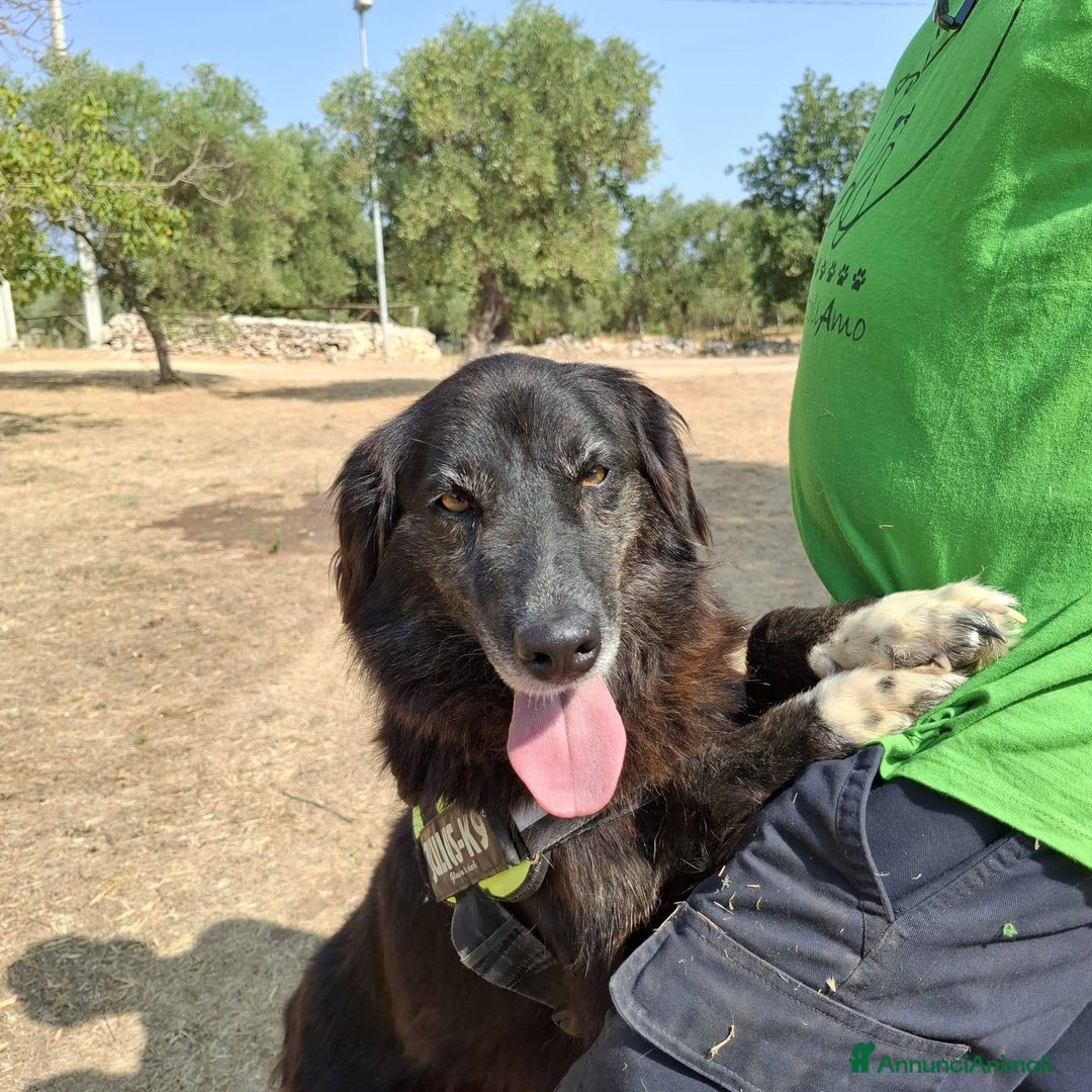 Meticcio cani in regalo: Lilly, la principessa - Annuncio 3