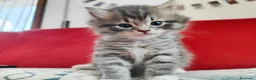 Siberiano gatti in vendita: Cucciola siberiana in vendita  - Annuncio 7