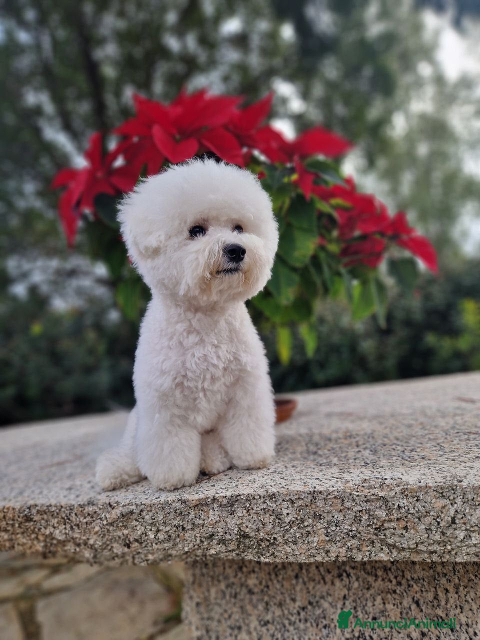 Bichon cani Bichon Frise a Provincia del Sud Sardegna - Annuncio 2