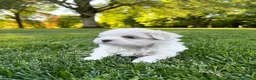 Maltese cani in vendita: Cuccioli di MALTESE  a Città metropolitana di Milano - Annuncio 3