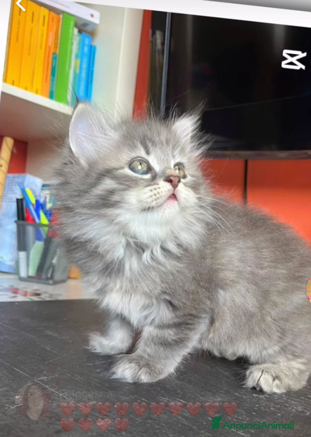 Siberiano gatti in vendita: Gatti siberiani  a Provincia di Biella - Immagine 5