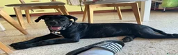 Cane Corso cani in vendita: Cane corso - Annuncio 1