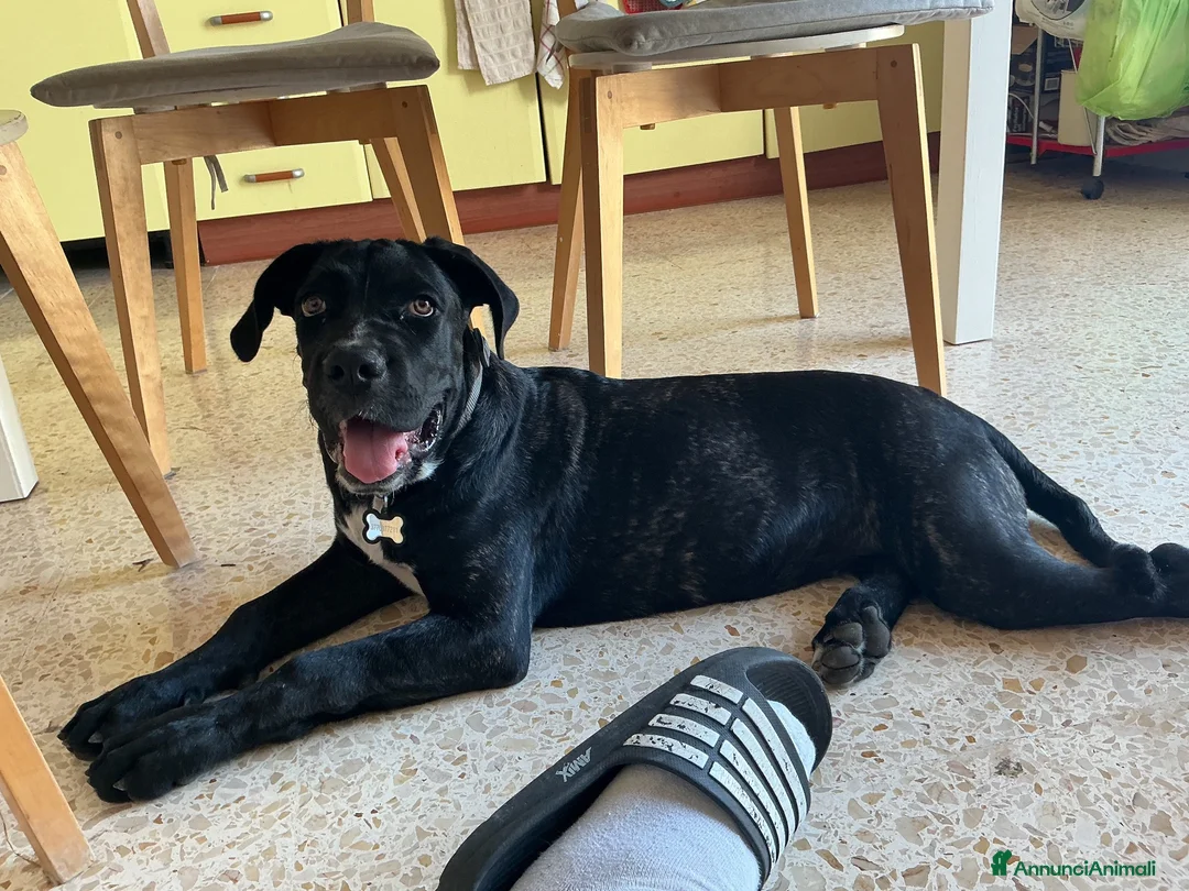 Cane Corso cani in vendita: Cane corso - Annuncio 1