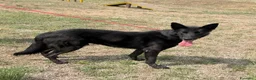 Meticcio cani in regalo: Alex  - Annuncio 2