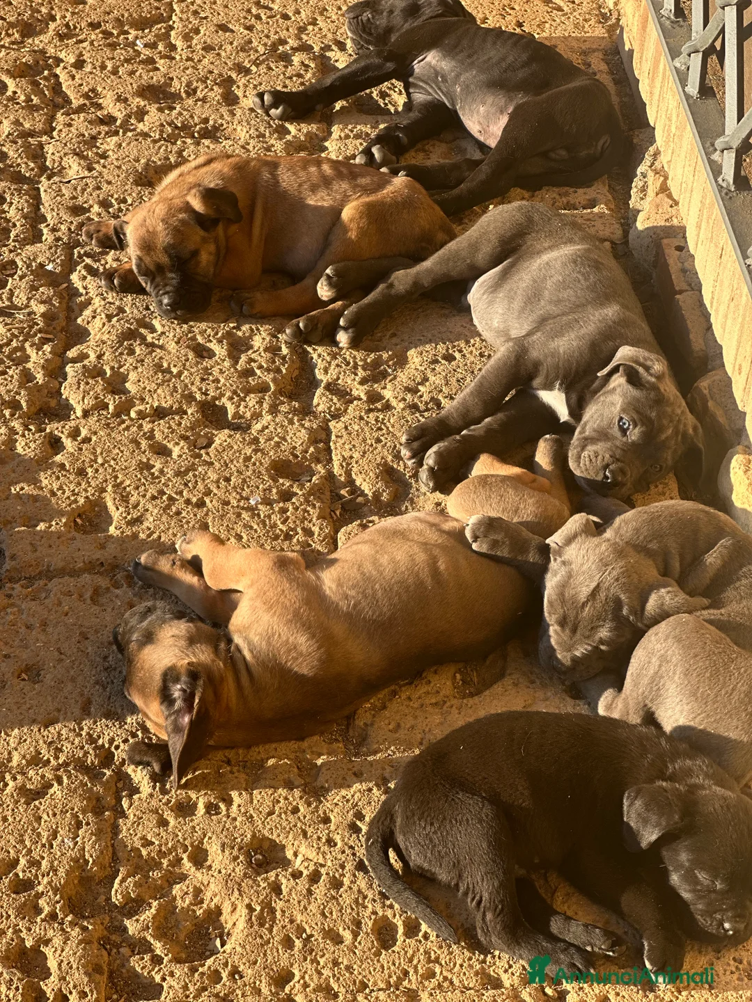 Cane Corso cani in vendita: Cuccioli di Cane Corso - Annuncio 17