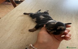 Bassotto cani in vendita: bassotto a Città metropolitana di Milano - Immagine 5