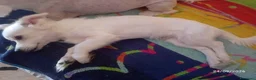 Maltese cani in vendita: Cucciolo di razza maltese 5 mesi - Annuncio 5