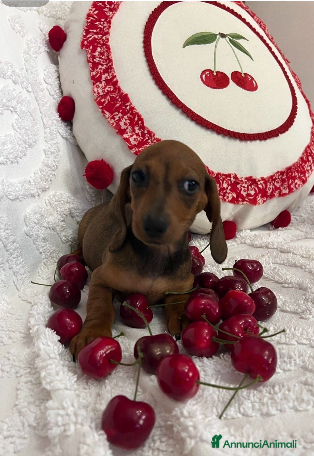 Bassotto cani Cuccioli Bassotto Kaninchen e nano - Annuncio 2