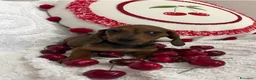 Bassotto cani in vendita: Cuccioli Bassotto Kaninchen e nano - Annuncio 2