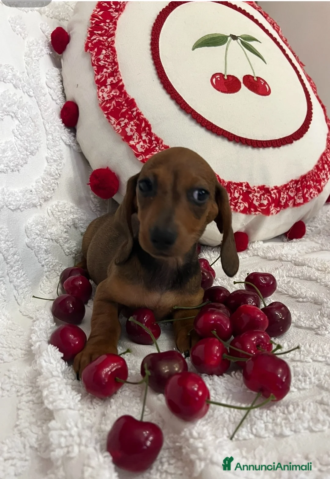 Bassotto cani in vendita: Cuccioli Bassotto Kaninchen e nano - Annuncio 2