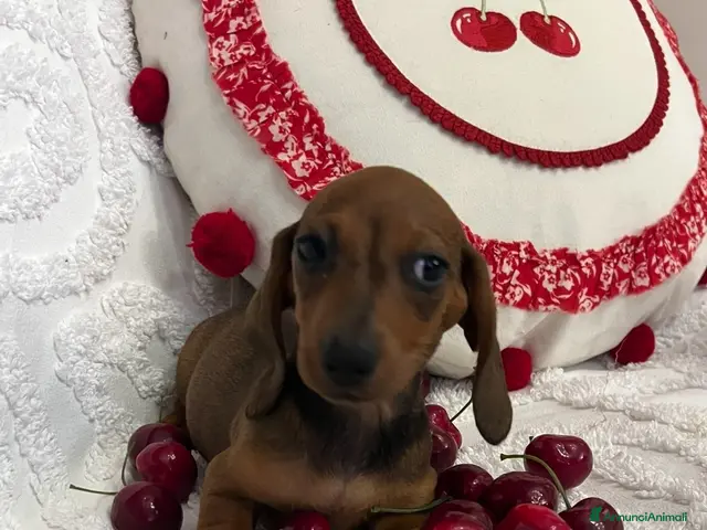 Bassotto cani Cuccioli Bassotto Kaninchen e nano - Annuncio 2