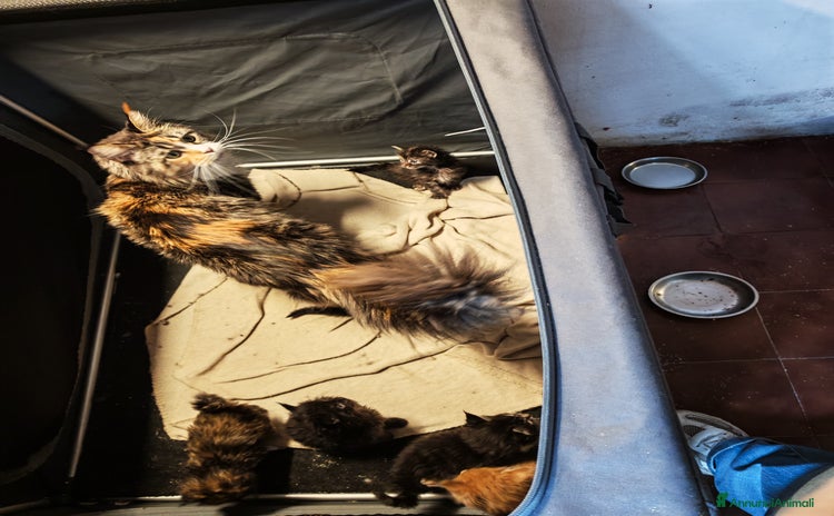 Maine Coon gatti Cuccioli Maine Coon  - Annuncio 1