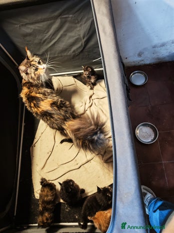 Maine Coon gatti Cuccioli Maine Coon - Annuncio 1