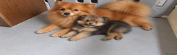 Spitz cani in vendita: Spitz tedesco piccolo, volpino - Annuncio 4