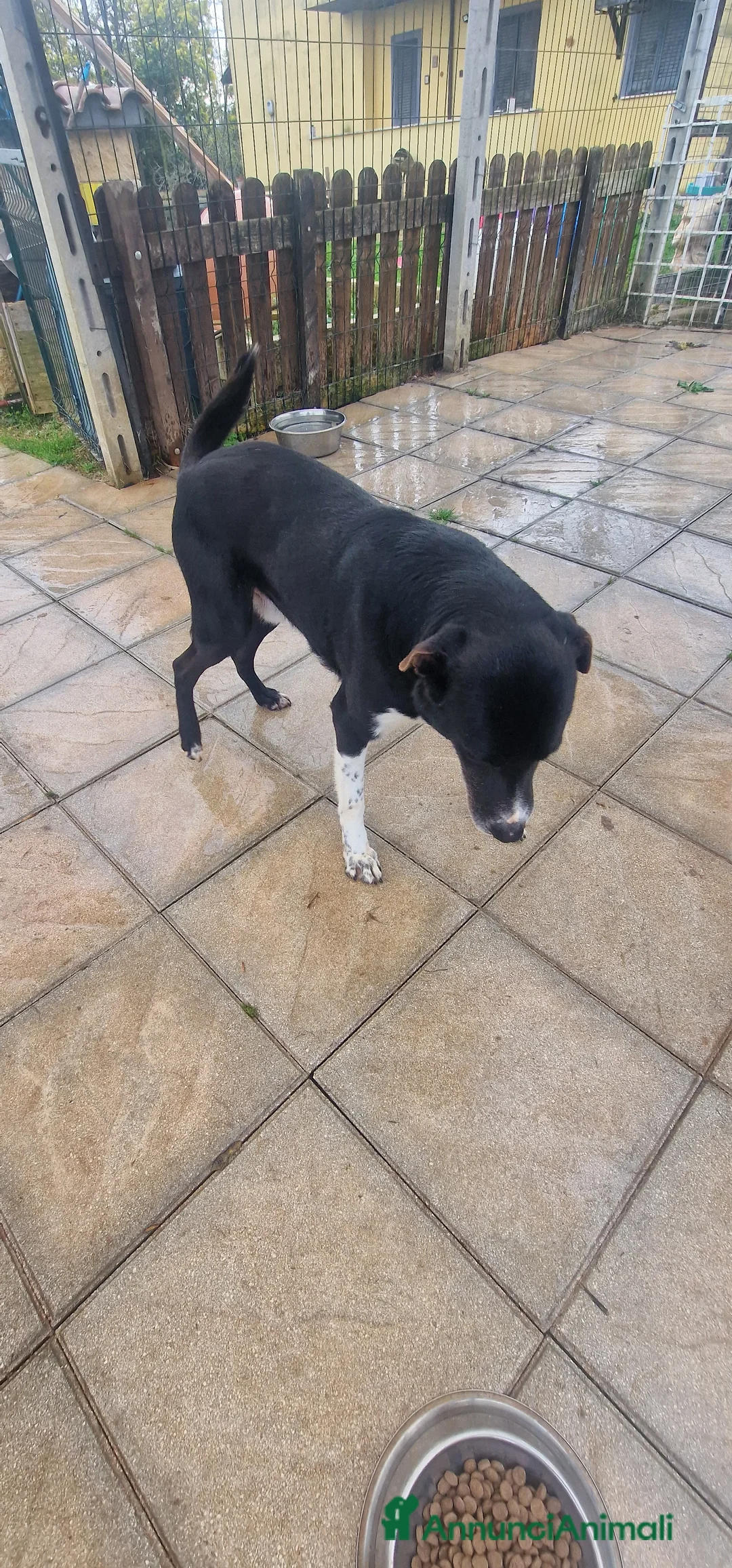 Meticcio cani in regalo: Cane Leo - Annuncio 4