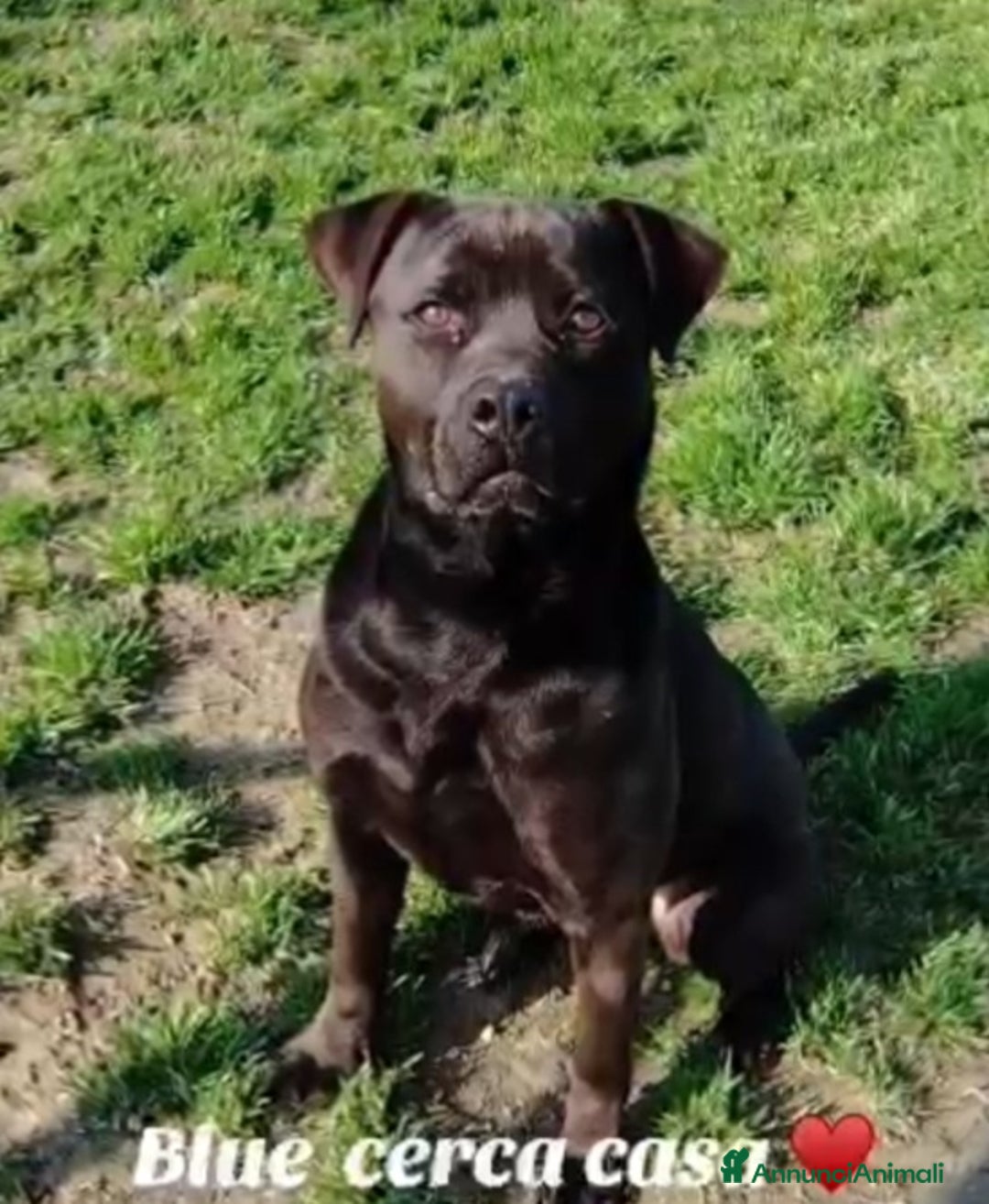 Meticcio cani in regalo: Simil Corso splendido dimenticato in rifugio.PV  - Annuncio 7
