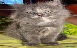 Siberiano gatti in vendita: Bellissimi Gattini siberiani e Neva masquerade. a Città Metropolitana di Genova - Immagine 6