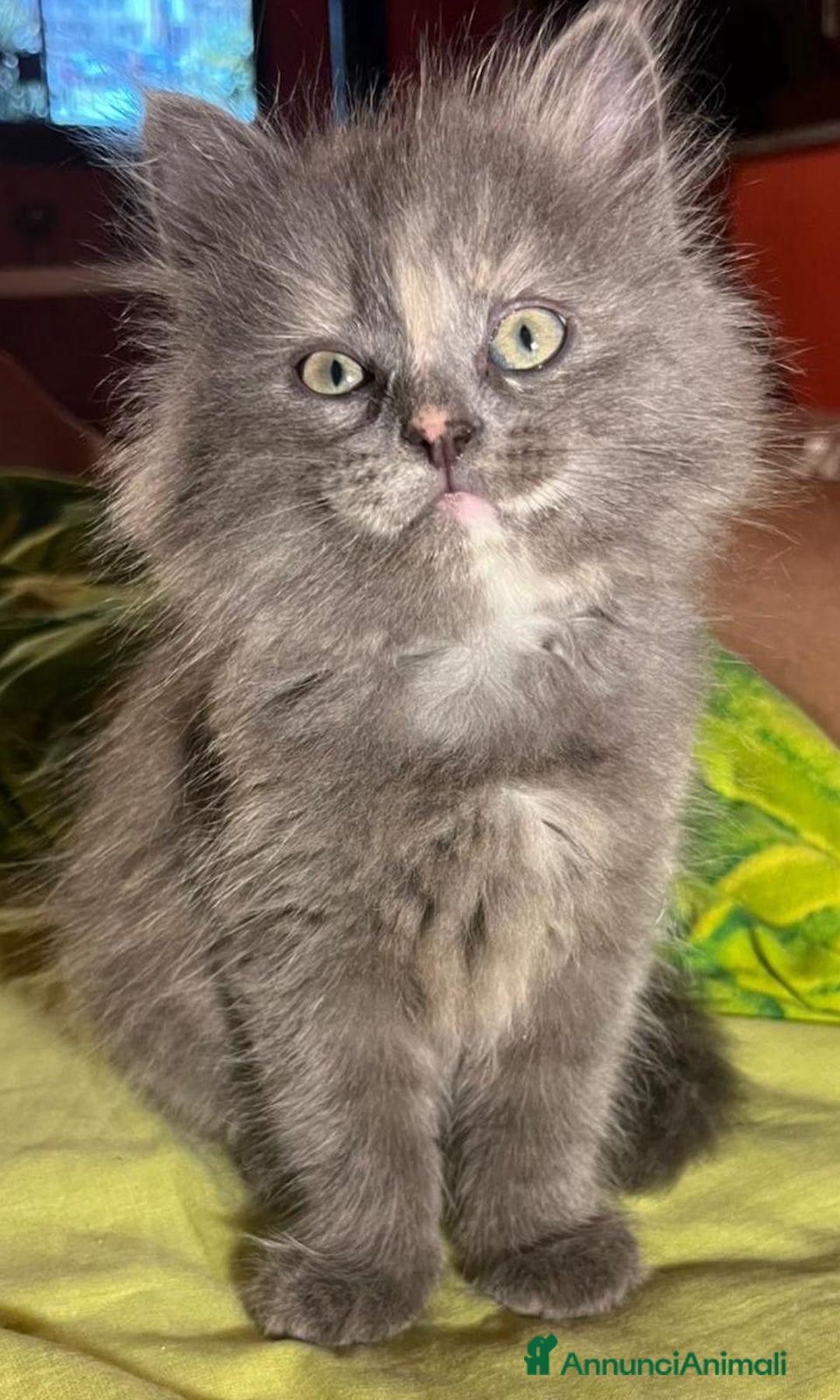 Siberiano gatti in vendita: Bellissimi Gattini siberiani e Neva masquerade. a Città Metropolitana di Genova - Immagine 6