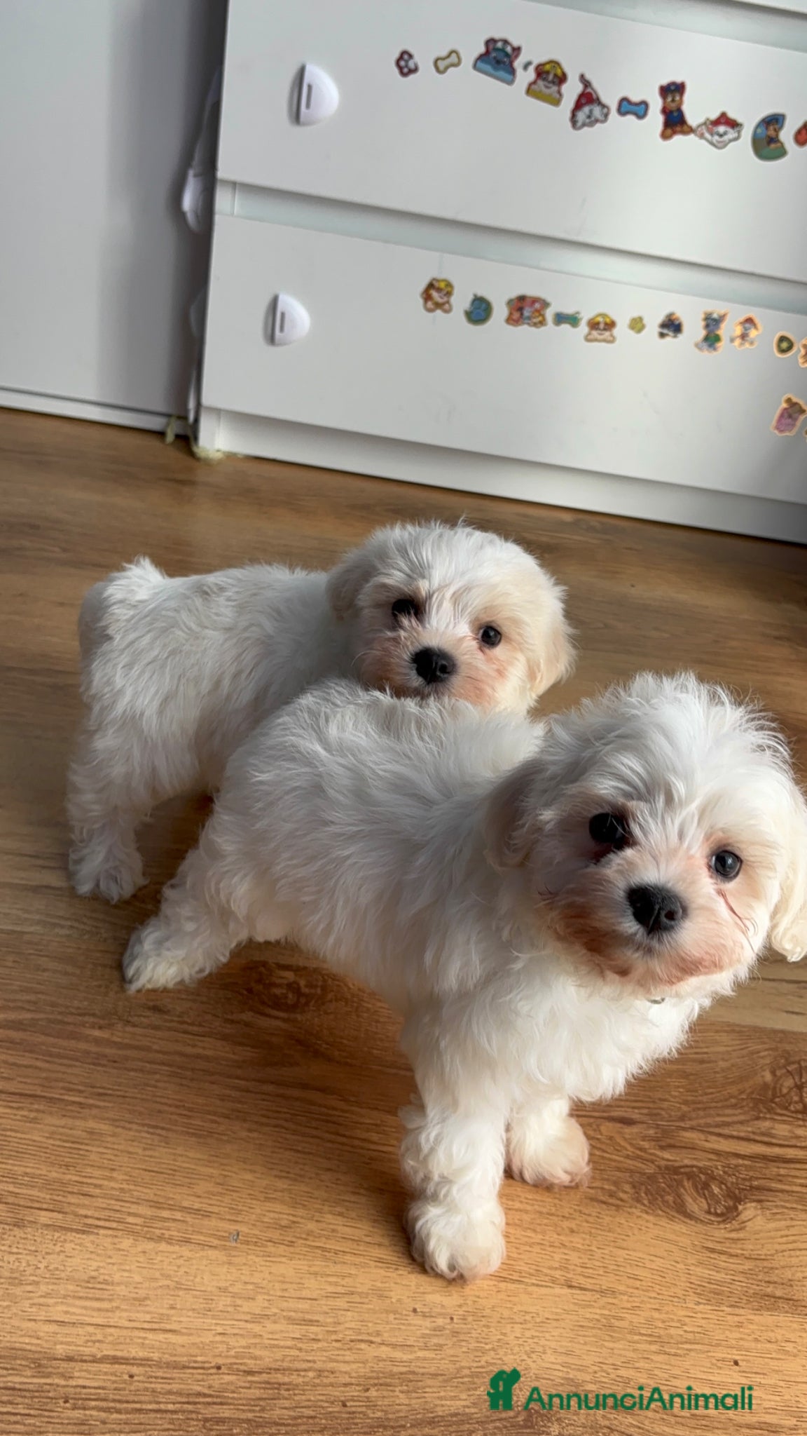 Maltese cani Cucciolo maltese  - Annuncio 1