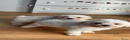 Maltese cani in vendita: Cucciolo maltese  - Annuncio 1