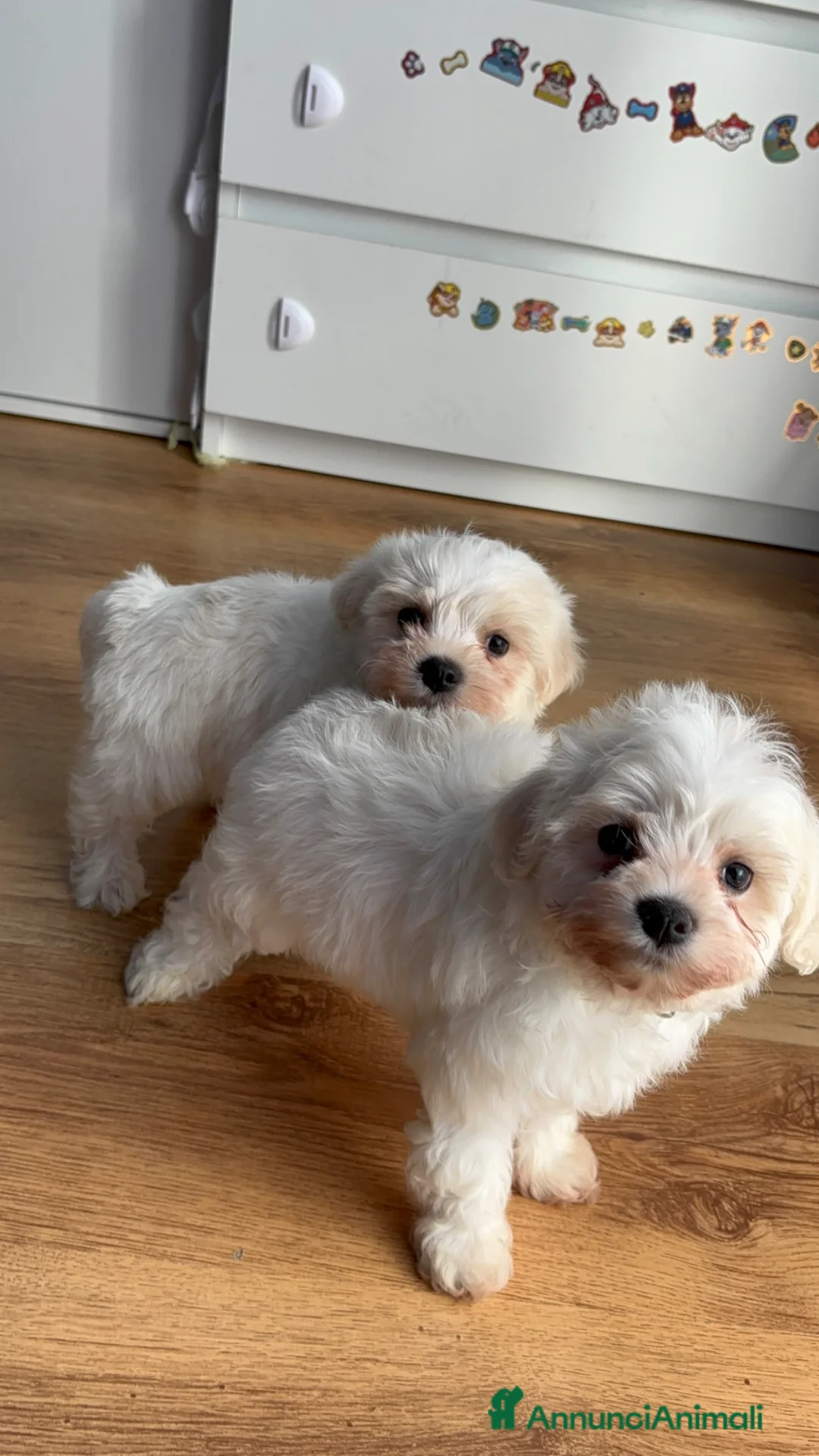 Maltese cani in vendita: Cucciolo maltese  - Annuncio 1