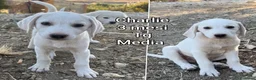 Meticcio cani in regalo: TENERI CUCCIOLI IN CERCA D'AMORE  a Provincia di Modena - Annuncio 8