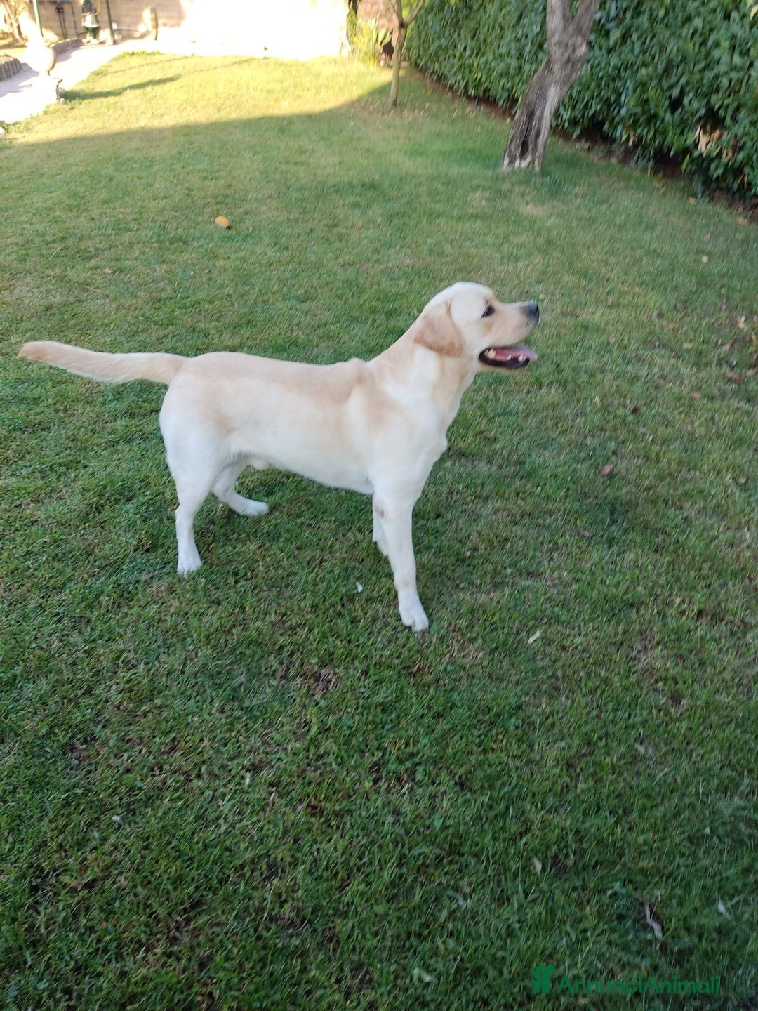 Labrador cani per accoppiamento: Labrador cerca compagna - Annuncio 1
