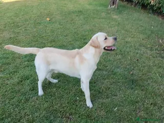 Labrador cani Labrador cerca compagna - Annuncio 8