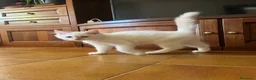 Siberiano gatti in vendita: vendesi cuccioli siberiani a Provincia di Arezzo - Annuncio 3