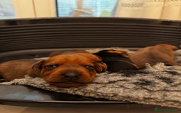 Pinscher Miniatura cani in vendita: Pinscher nani a Provincia di Pavia - Immagine 1