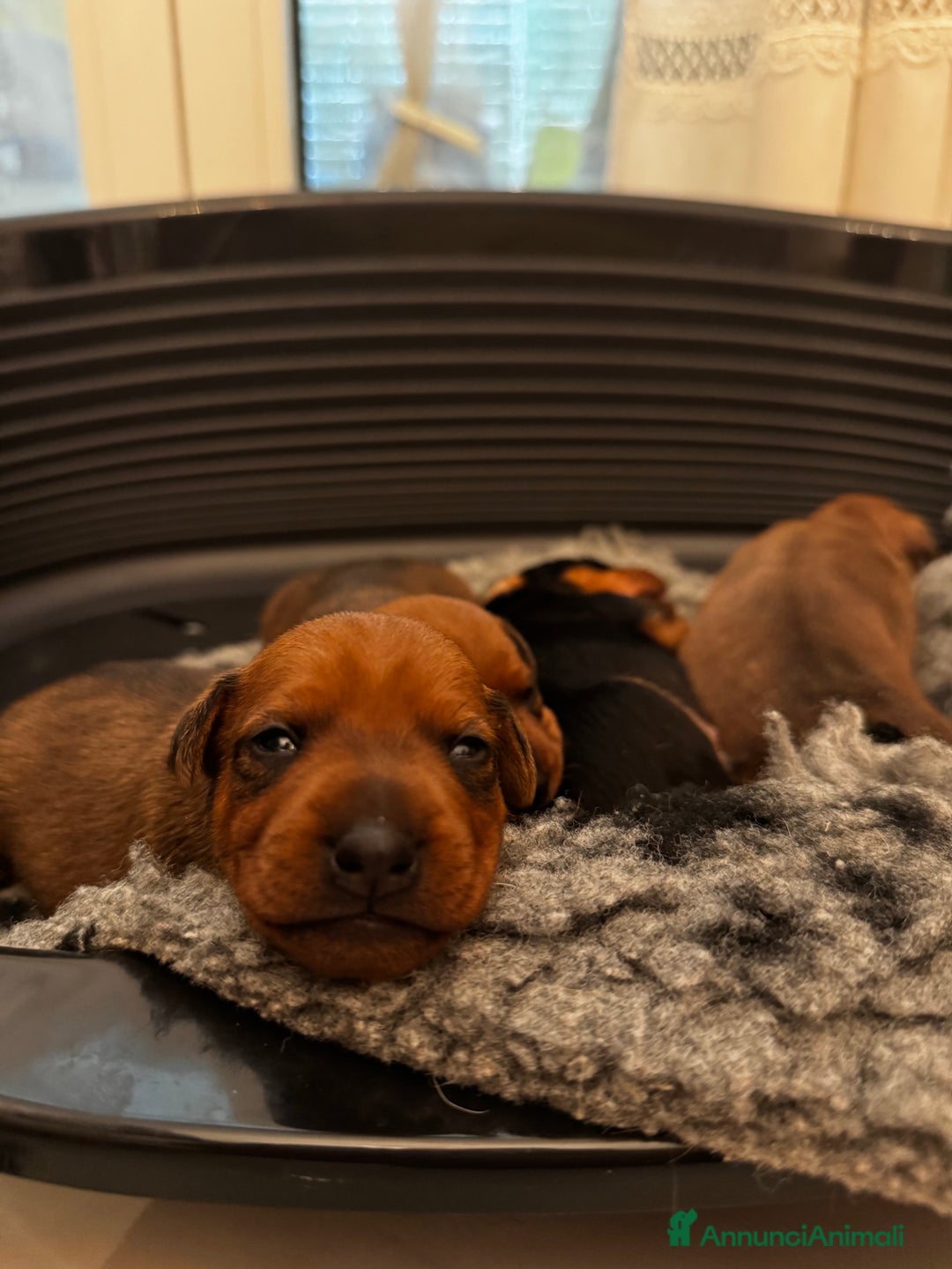 Pinscher Miniatura cani in vendita: Pinscher nani a Provincia di Pavia - Immagine 1