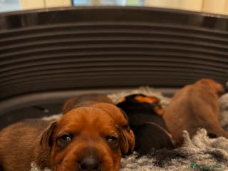 Pinscher Miniatura cani Pinscher nani a Provincia di Pavia - Annuncio 5