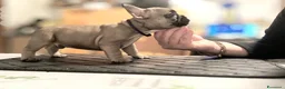 Bulldog Francese cani in vendita: Cuccioli di Bulldog francese - Annuncio 12