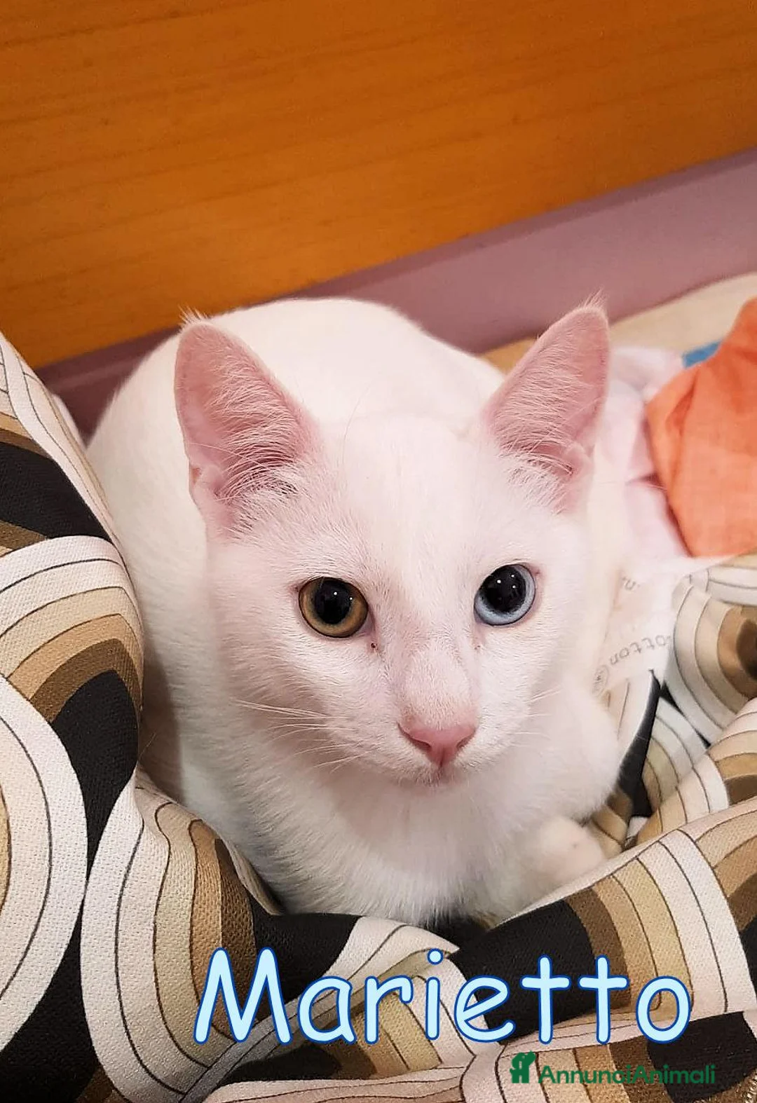 Europeo gatti in regalo: MARIETTO DOLCISSIMO GATTINO - Annuncio 5
