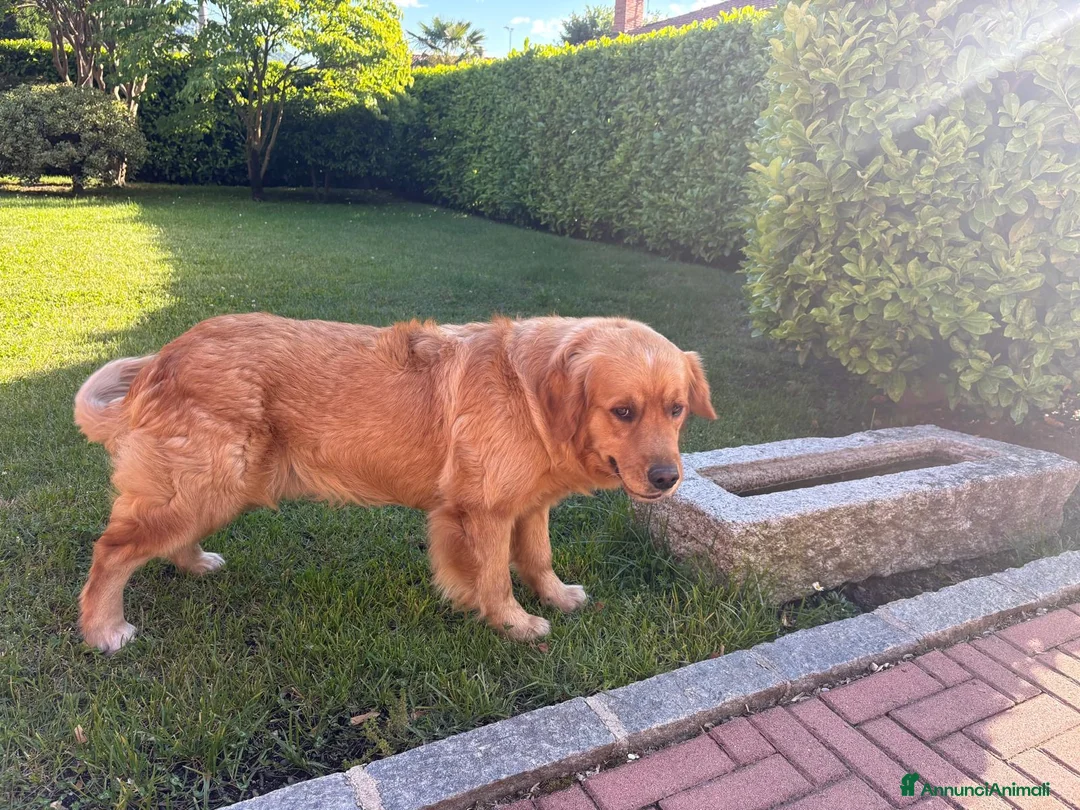Golden Retriever cani in vendita: Golden retriever  a Provincia di Varese - Annuncio 2
